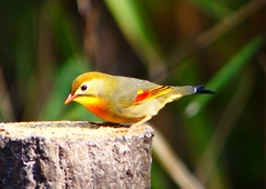 P1890048：ソウシチョウ_R