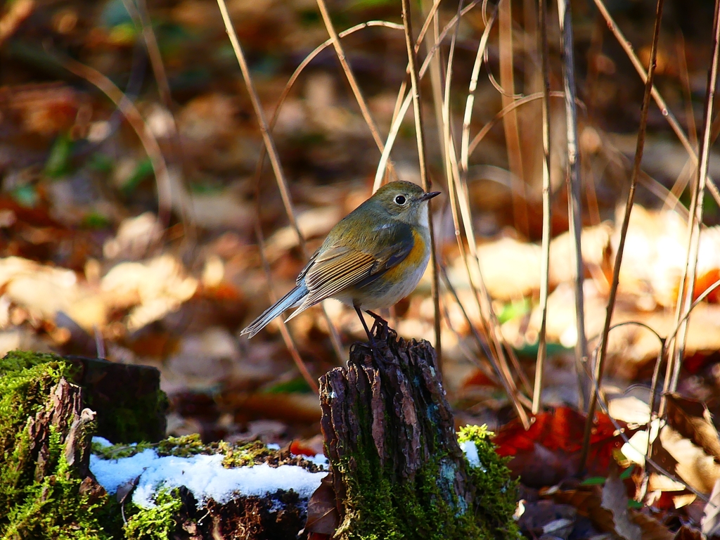 P3750779：ルリビタキ（メスタイプ）_R