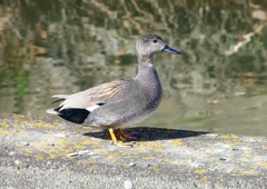 P1810580：オカヨシガモ_R