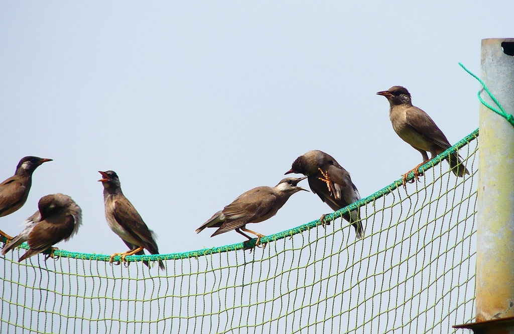 P4220370：ムクドリ（若鳥）_R