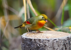 P1600167：ソウシチョウ_R