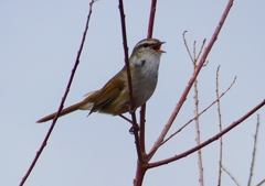 P1850510：ウグイス_R