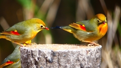 P1830929：ソウシチョウ-08_R