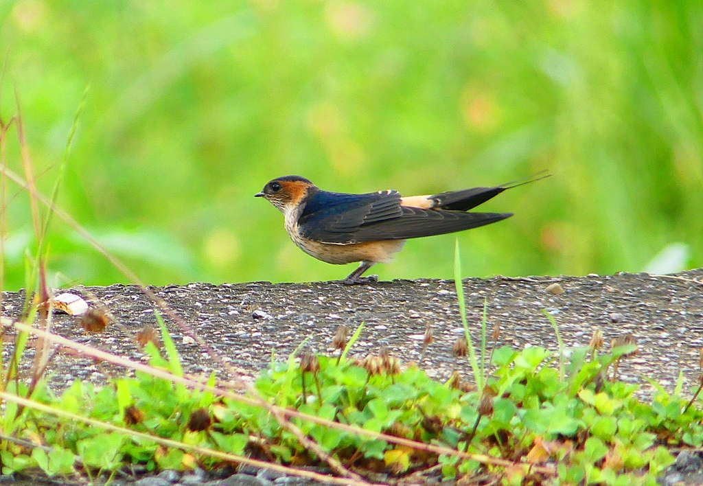 P1030609：コシアカツバメ（幼鳥）_R