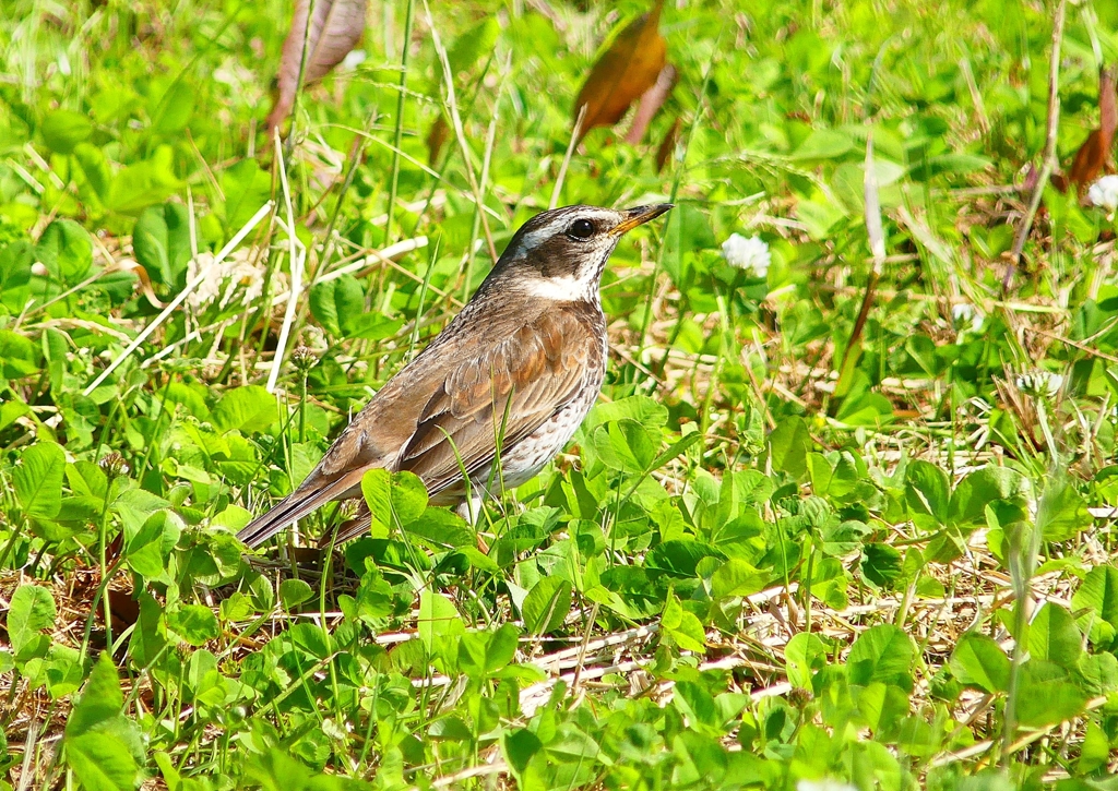 P4070841：ツグミ_R