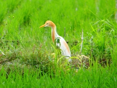 P1030116：アマサギ_R