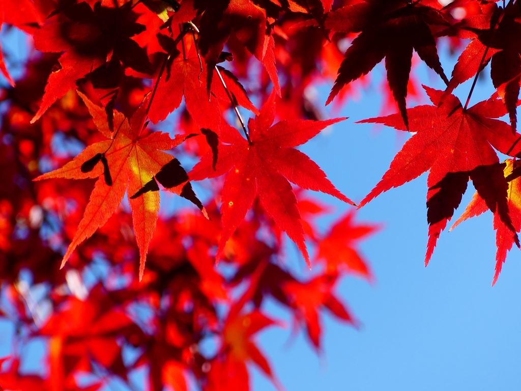 P1030520：永観堂＜京都の紅葉＞_R