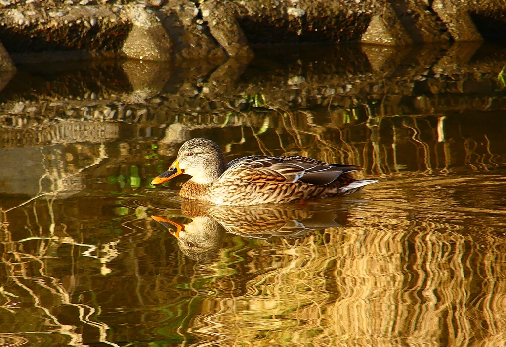 P4660643：マガモ（メス）_R