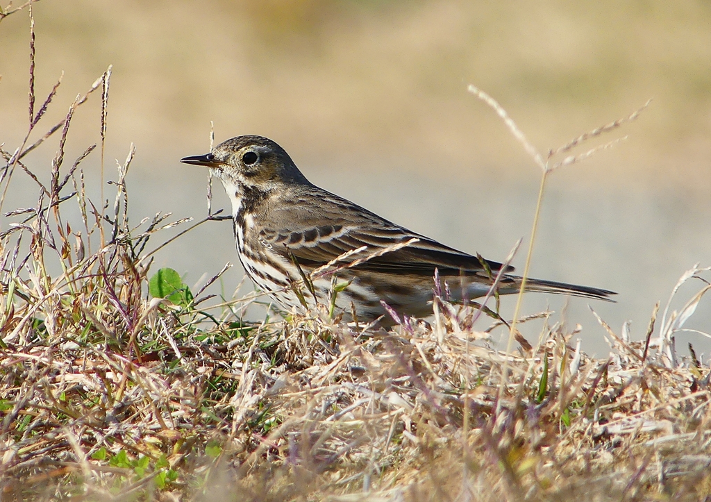 P1500474：タヒバリ_R