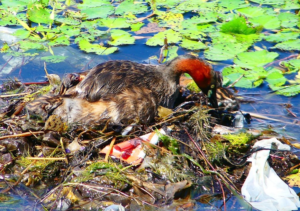 P1110466：カイツブリ_R