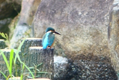 P1020528：カワセミ（メス）_R