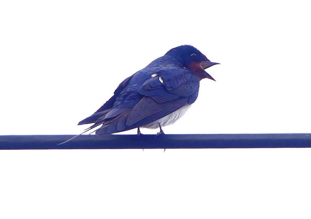 P1900075：ツバメ09_R
