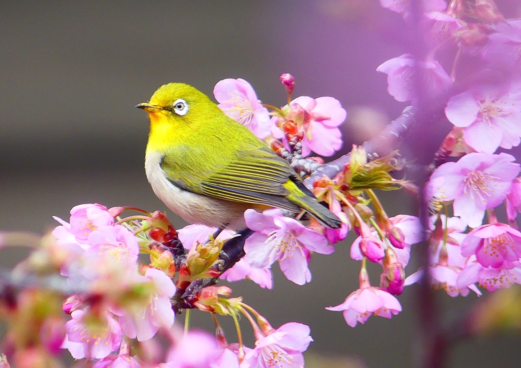 P1860859：河津桜にメジロ_R