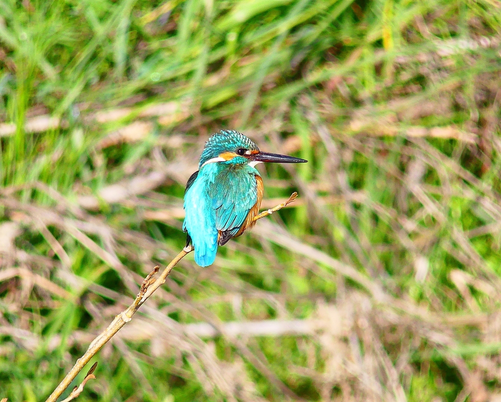 P4800567：カワセミ（オス）_R