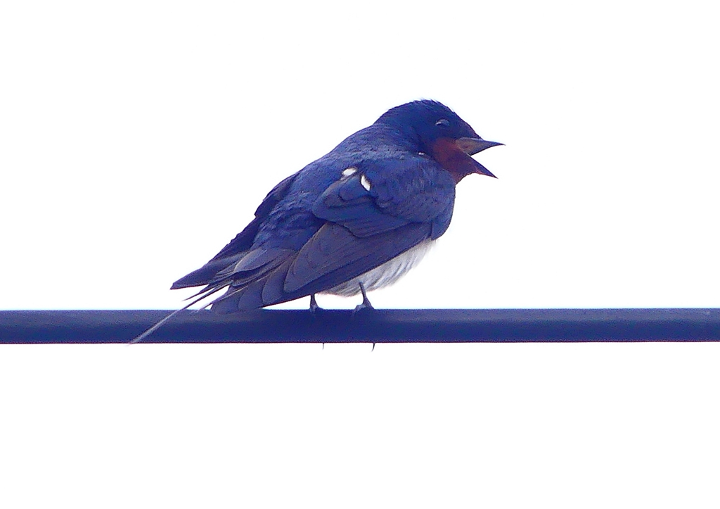 P1900076：ツバメ10_R