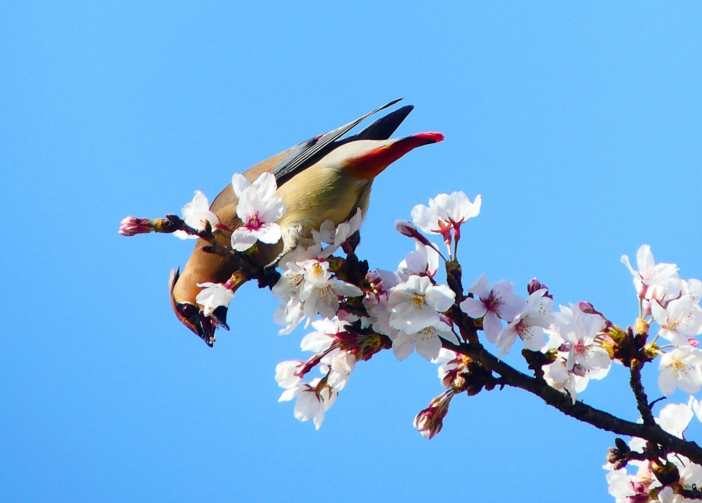 P3980256：桜にヒレンジャク_R