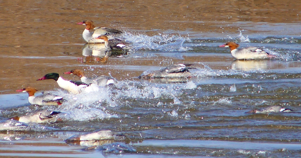 P1880282：カワアイサ他_R