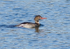 P1520040：ウミアイサ_R