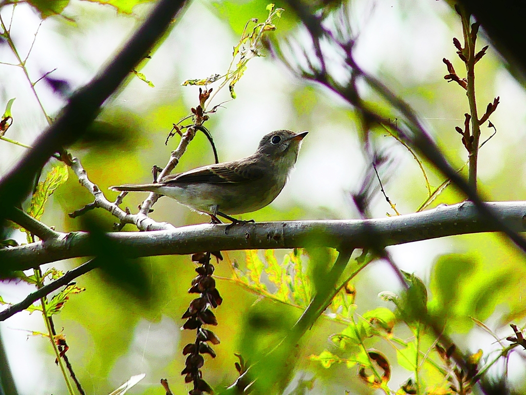 P4390302：コサメビタキ_R