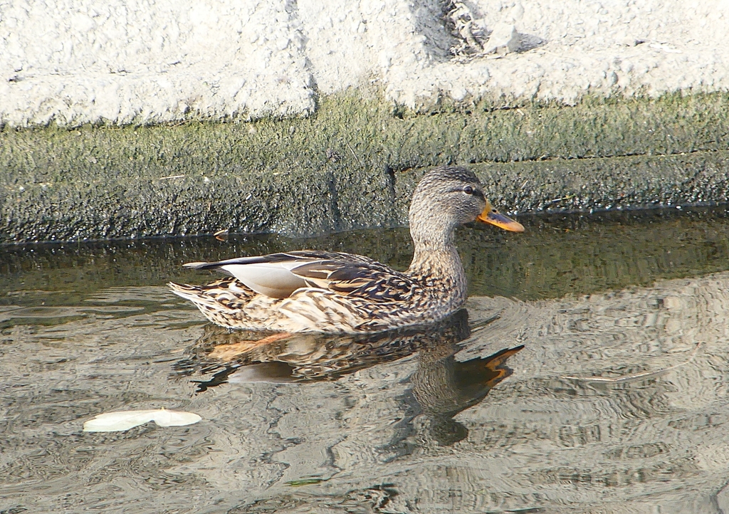 P1570717：マガモ_R