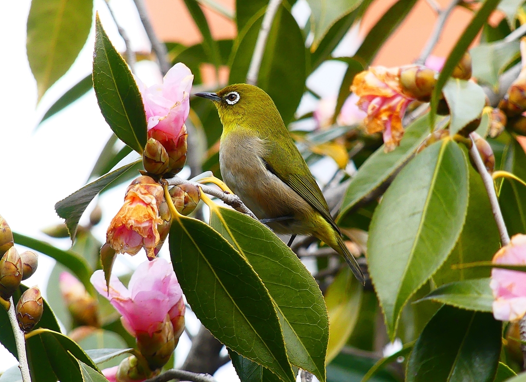 P4700854：メジロ_R