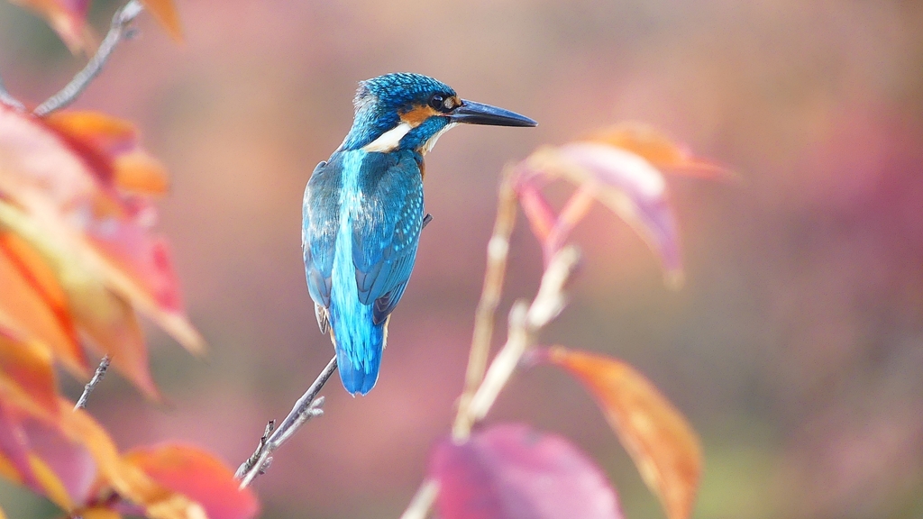 P1830250：紅葉にカワセミ_R