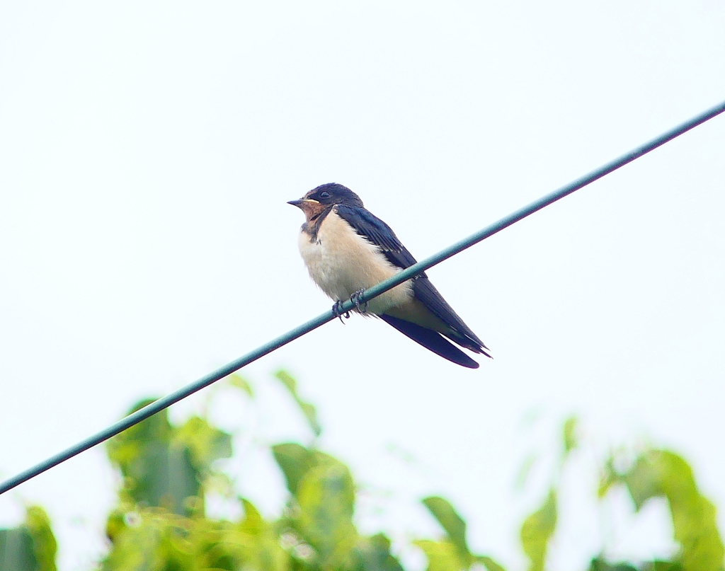 P4230692：ツバメ（幼鳥）_R