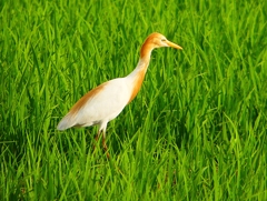 P1060209：アマサギ_R
