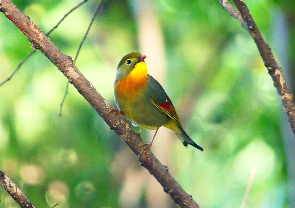 P1370248：ソウシチョウ_R
