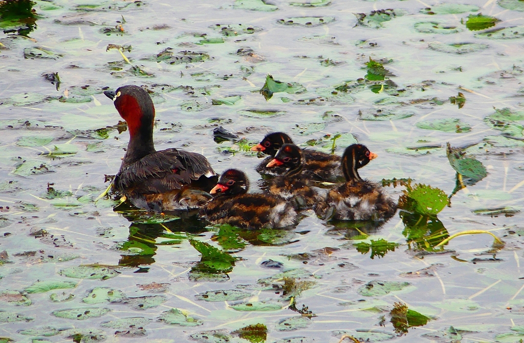 P1030773：カイツブリ親子_R