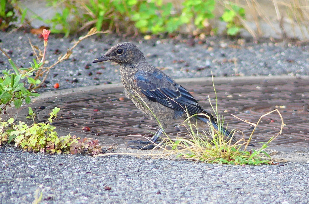 P1070570：イソヒヨドリ（オス若）_R