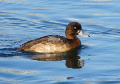 P1510521：スズガモ（若鳥）_R
