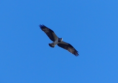 P1530731：飛ぶミサゴ_R