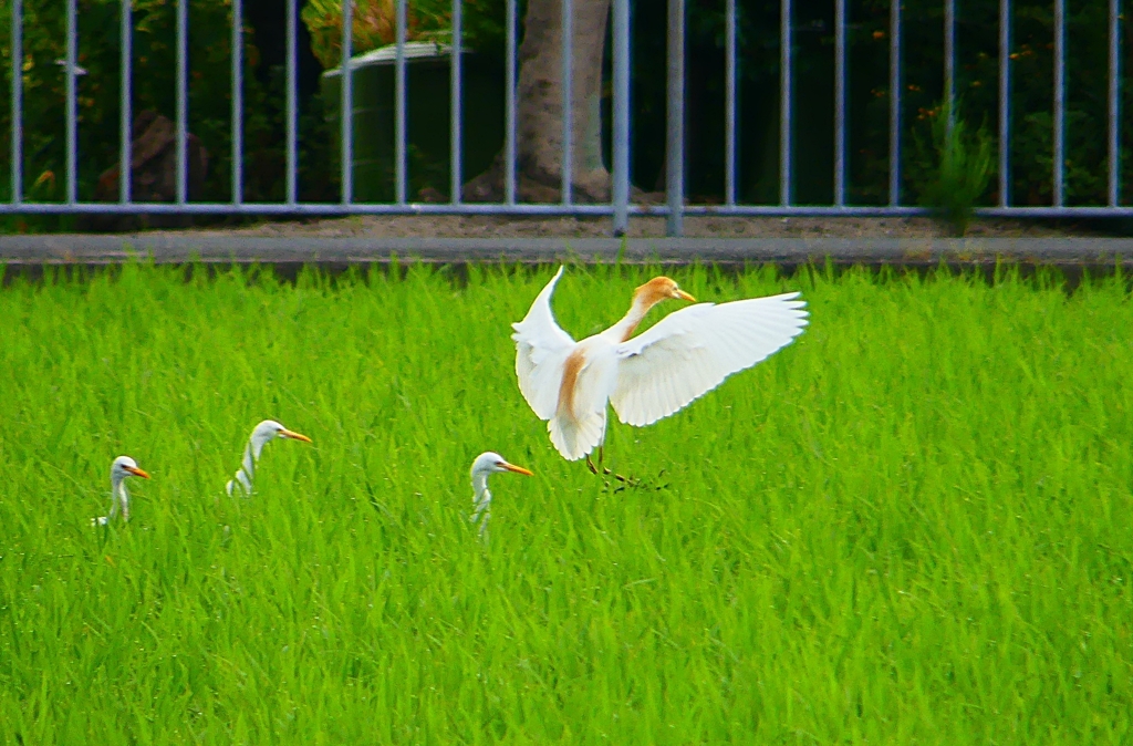 P1050861：アマサギ_R