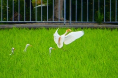 P1050861：アマサギ_R
