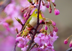 P1870022：河津桜にメジロ_R