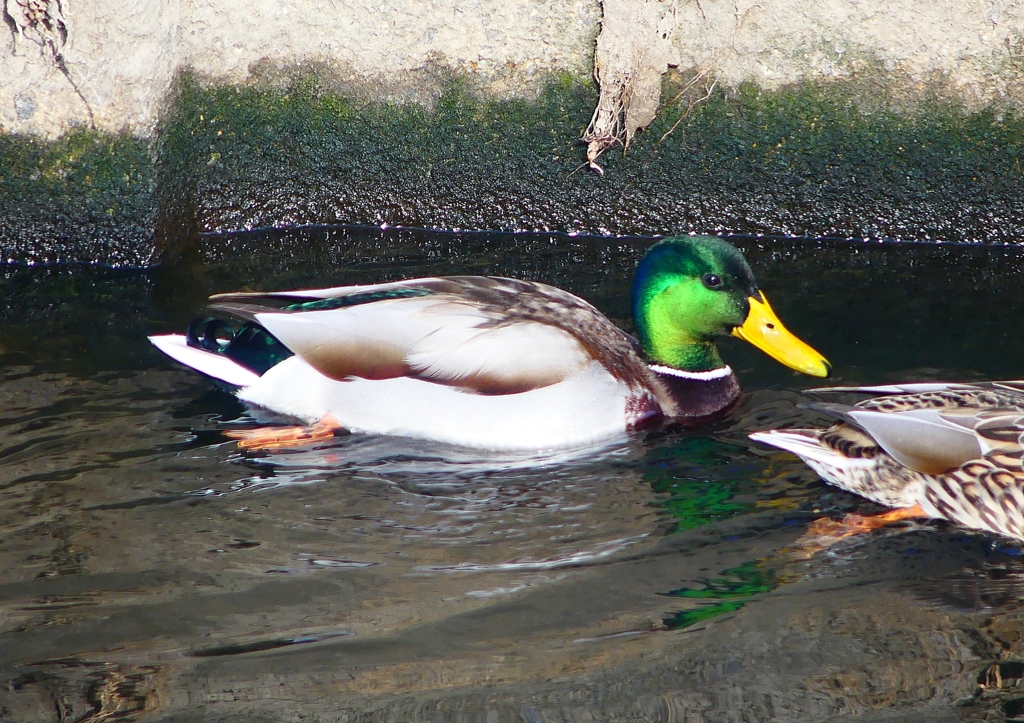 P1630841：マガモ（オス）_R
