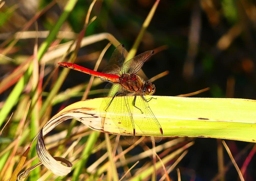 P1360263：アキアカネ_R