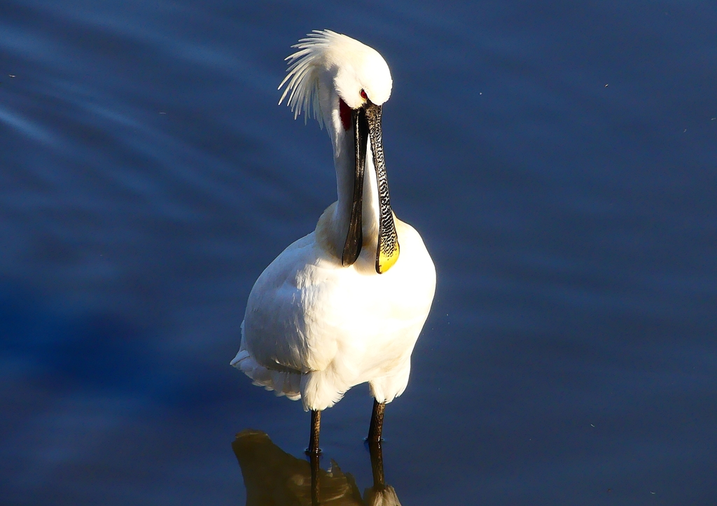 P1690139：ヘラサギ_R