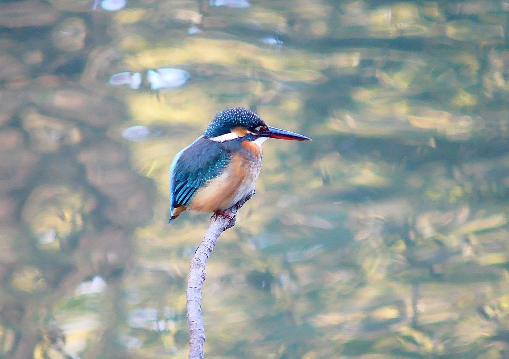 P4650254：カワセミ（メス）_R