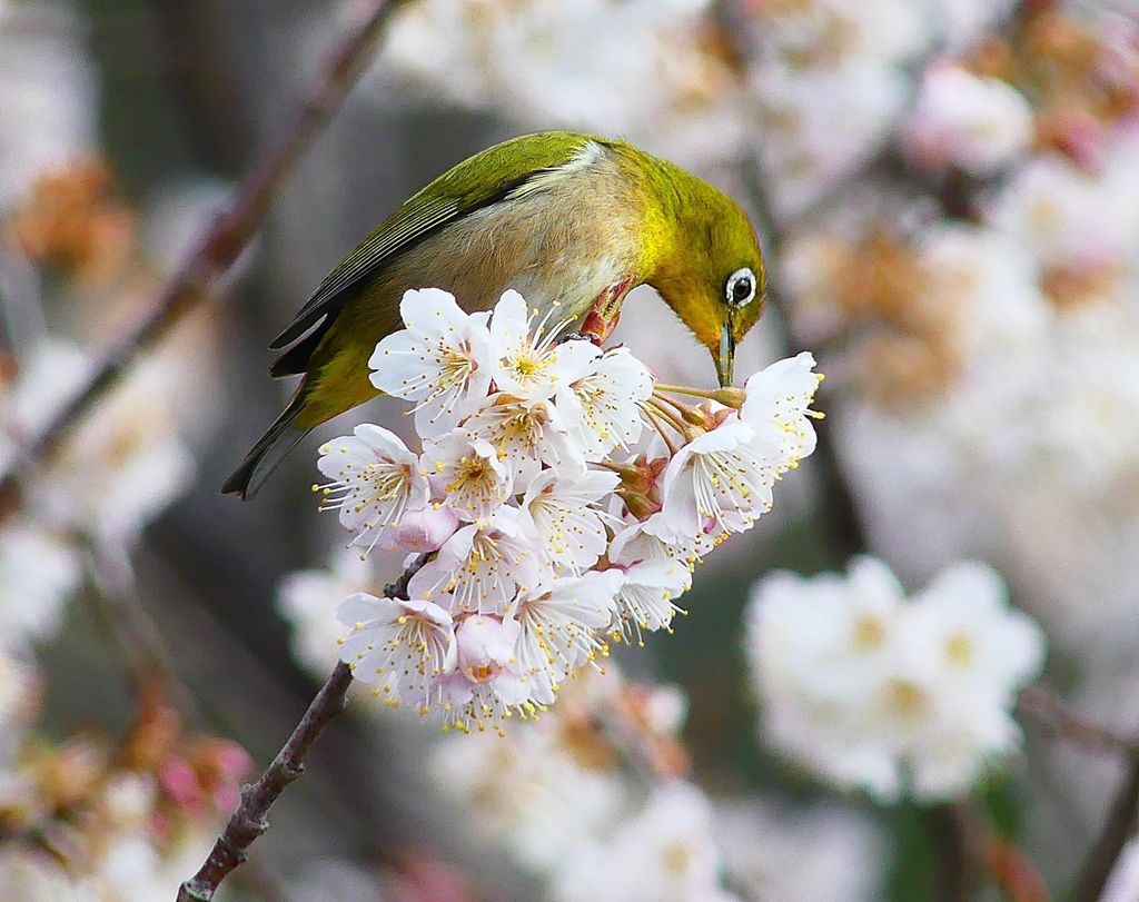 P4840641：桜にメジロ_R