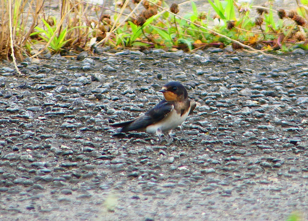 P1030567：ツバメ（幼鳥）_R