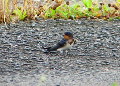 P1030567：ツバメ（幼鳥）_R