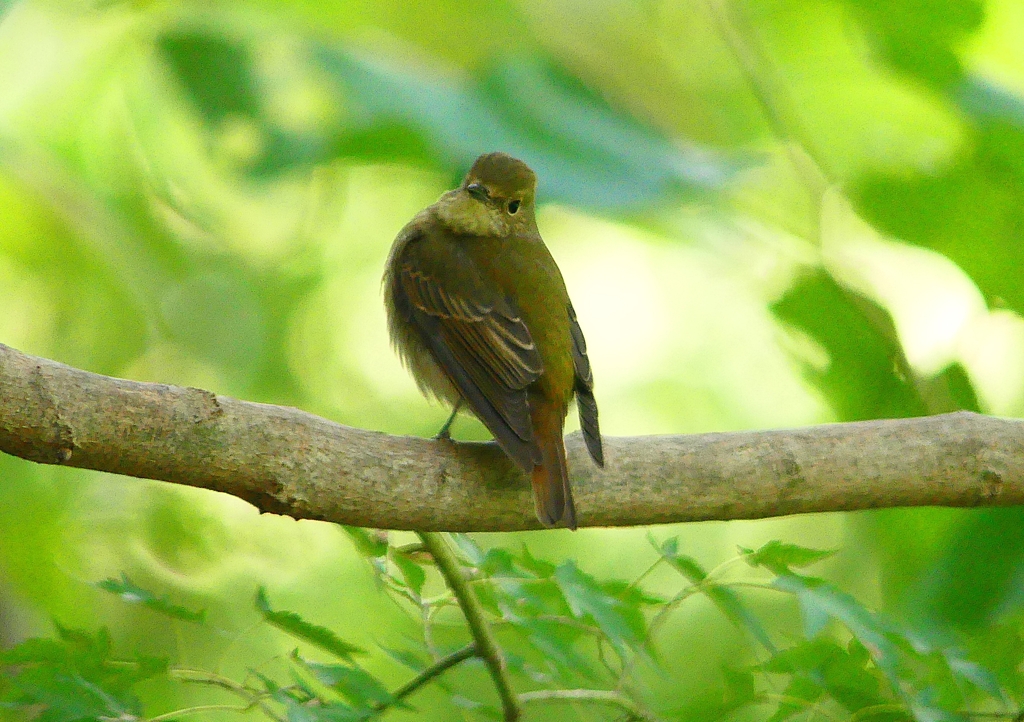P1310750：キビタキ（メス）_R