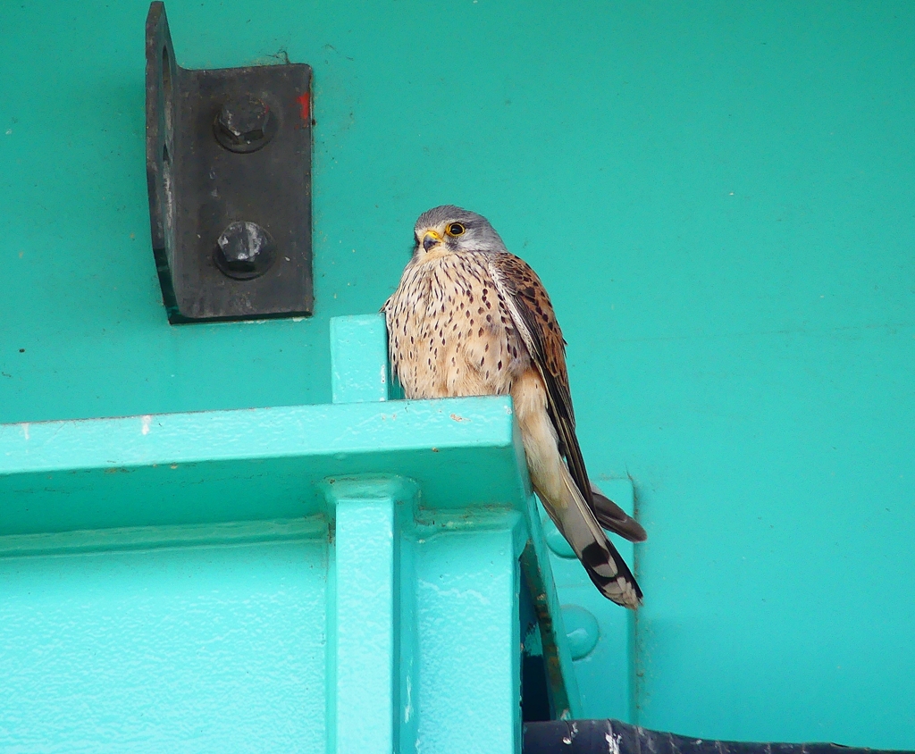 P4860483：チョウゲンボウ_R