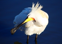 P1690235：ヘラサギ_R