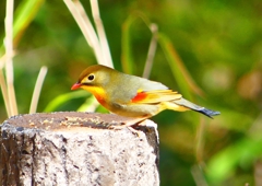 P1860322：ソウシチョウ_R