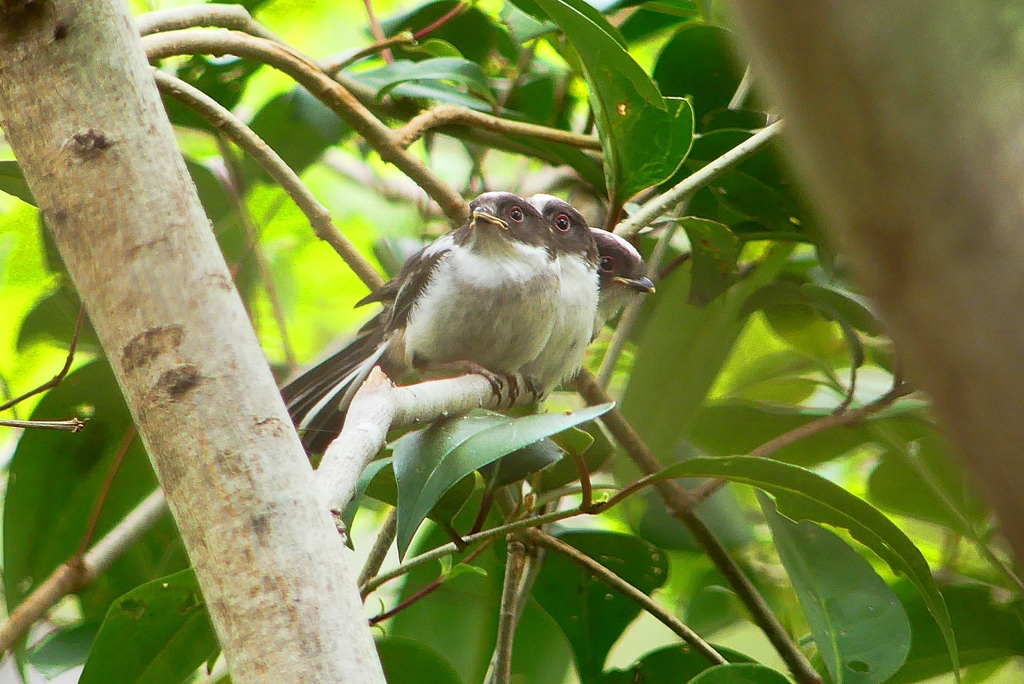 P4900842：エナガ団子_R