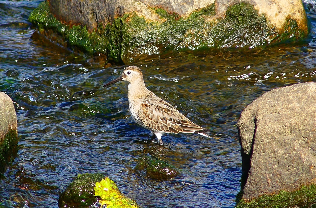 P4400175：ハマシギ_R