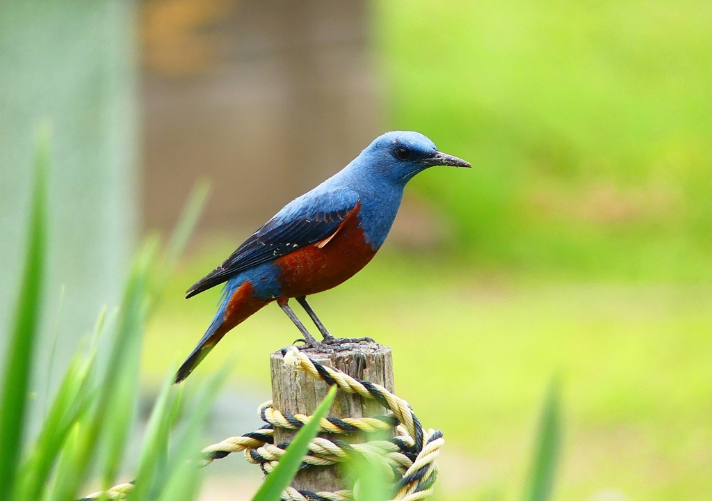 P4990224：イソヒヨドリ（オス）_R